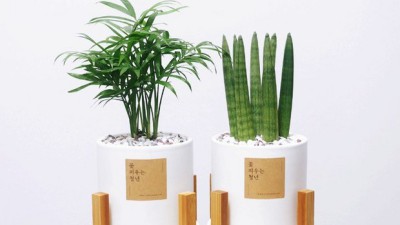 🌿 득템 찬스! 공기청정식물 후기 & 꿀팁 대방출 🎁